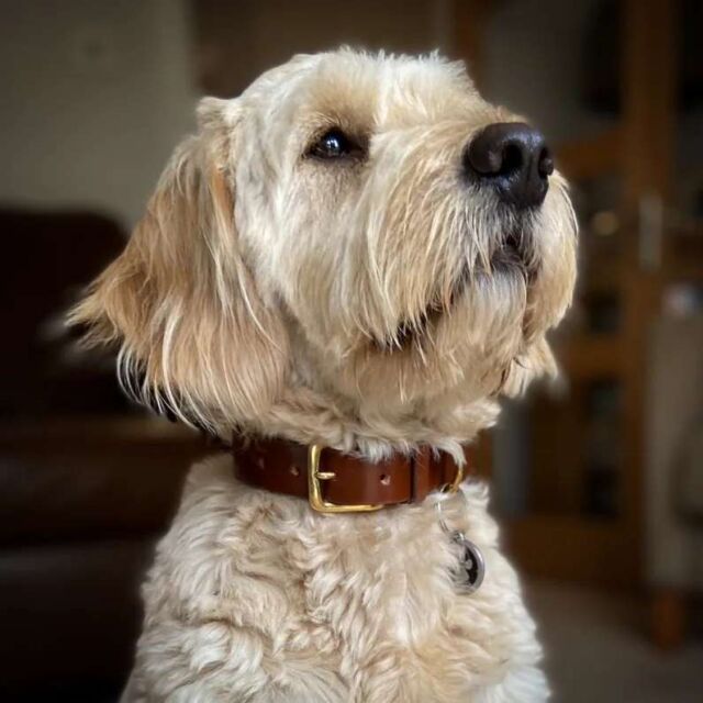 Bespoke//Classic dog collar//Conker with brass fittings//I absolutely love it when I get photos of the collars being used and look how dapper Barney is in his one