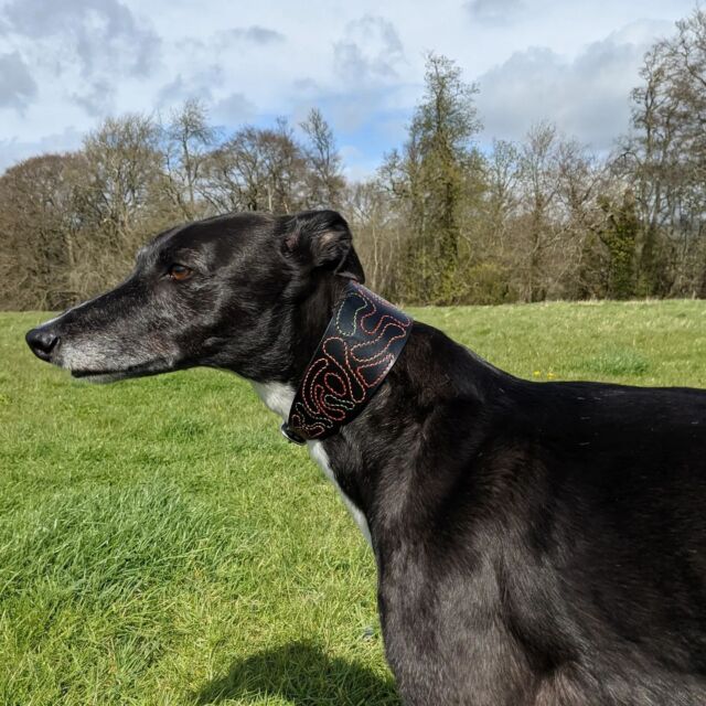Bespoke//Hound collar//Black Bridle with stainless steel// Custom funky stitching//Mavis looks ridiculously cool in her new retro inspired collar